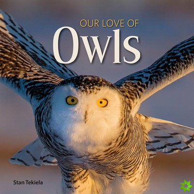 Our Love of Owls