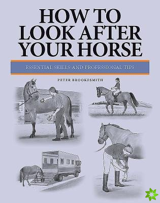How To Look After Your Horse