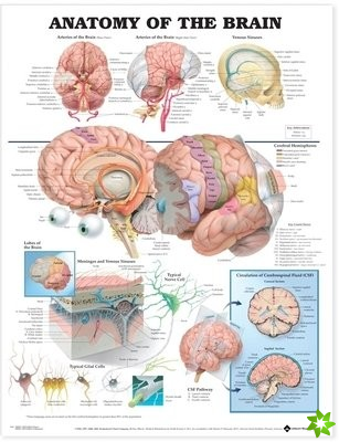 Anatomy of the Brain Anatomical Chart