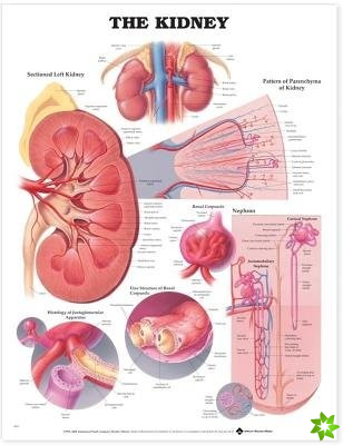 Kidney Anatomical Chart