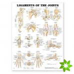 Ligaments of the Joints Anatomical Chart