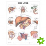 Liver Anatomical Chart