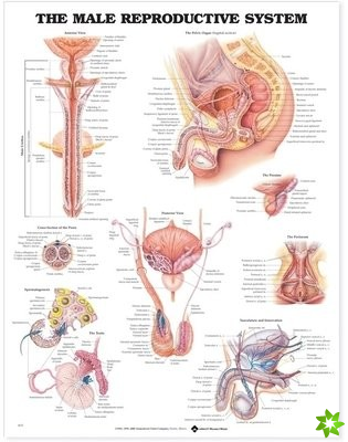 Male Reproductive System Anatomical Chart