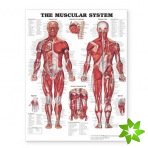 Muscular System Giant Chart