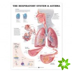 Respiratory System Anatomical Chart