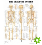 Skeletal System Anatomical Chart