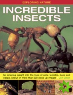 Exploring Nature: Incredible Insects