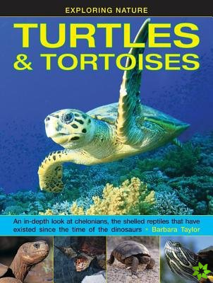 Exploring Nature: Turtles & Tortoises