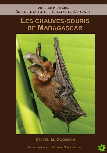 Les ChauvesSouris de Madagascar