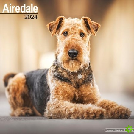 Airedale Calendar 2024 Square Dog Breed Wall Calendar - 16 Month