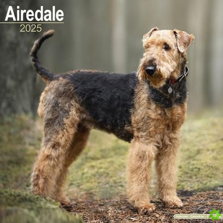 Airedale Calendar 2025 Square Dog Breed Wall Calendar - 16 Month