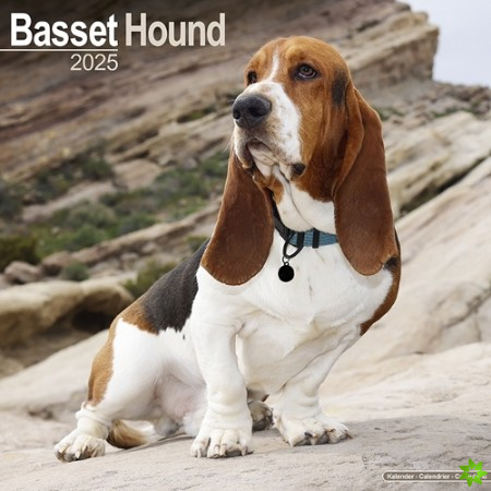 Basset Hound Calendar 2025 Square Dog Breed Wall Calendar - 16 Month
