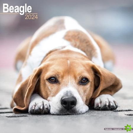 Beagle Calendar 2024  Square Dog Breed Wall Calendar - 16 Month