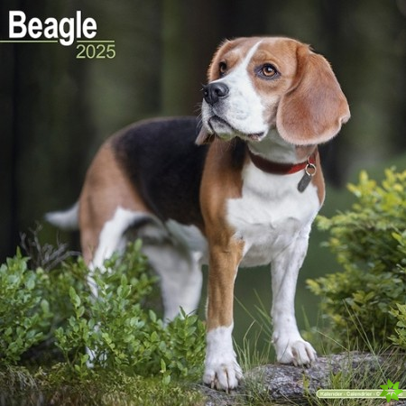 Beagle Calendar 2025 Square Dog Breed Wall Calendar - 16 Month