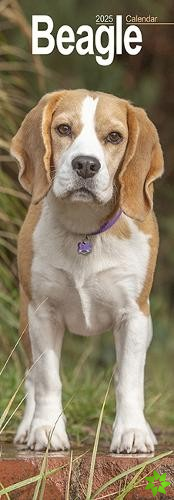 Beagle Slim 2025 Wall Calendar Calendar 2024 Dog Breed Slimline Calendar - 12 Month