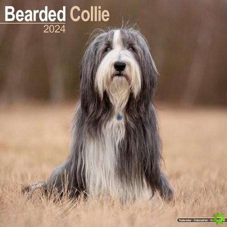Bearded Collie Calendar 2024  Square Dog Breed Wall Calendar - 16 Month