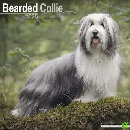 Bearded Collie Calendar 2025 Square Dog Breed Wall Calendar - 16 Month