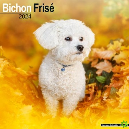 Bichon Frise Calendar 2024  Square Dog Breed Wall Calendar - 16 Month