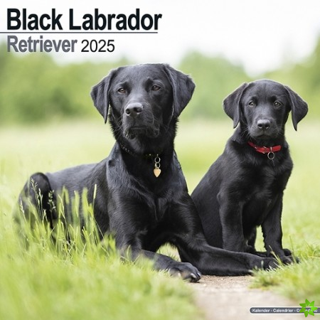 Black Labrador Retriever Calendar 2025 Square Dog Breed Wall Calendar - 16 Month