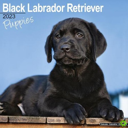 Black Labrador Retriever Puppies 2023 Wall Calendar