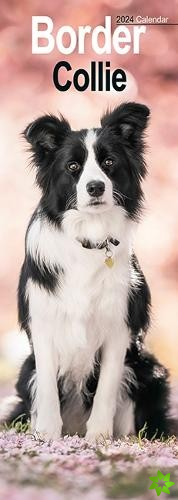 Border Collie Slim Calendar 2024  Dog Breed Slimline Calendar - 12 Month