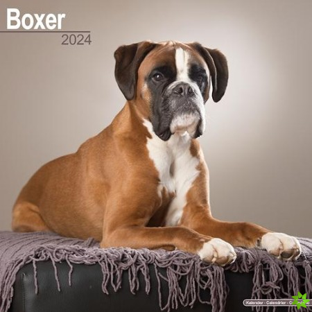 Boxer (Euro) Calendar 2024  Square Dog Breed Wall Calendar - 16 Month