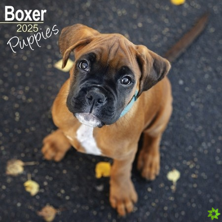 Boxer Puppies Calendar 2025 Square Dog Puppy Breed Wall Calendar - 16 Month
