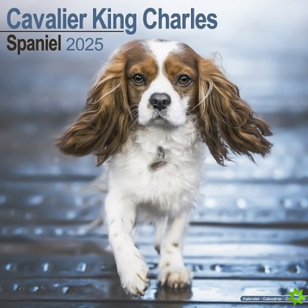 Cavalier King Charles Calendar 2025 Square Dog Breed Wall Calendar - 16 Month