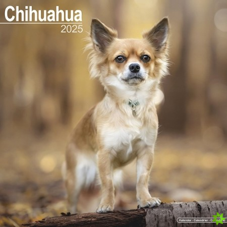 Chihuahua Calendar 2025 Square Dog Breed Wall Calendar - 16 Month