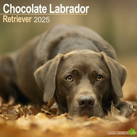 Chocolate Labrador Retriever Calendar 2025 Square Dog Breed Wall Calendar - 16 Month