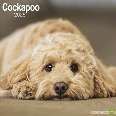 Cockapoo Calendar 2025 Square Dog Breed Wall Calendar - 16 Month