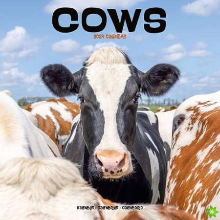 Cows Calendar 2024 Square Farm Animal Wall Calendar - 16 Month