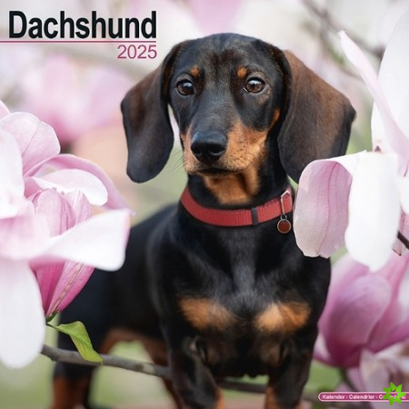 Dachshund Calendar 2025 Square Dog Breed Wall Calendar - 16 Month