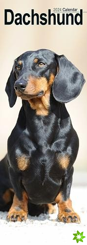 Dachshund Slim Calendar 2024 Dog Breed Slimline Calendar - 12 Month