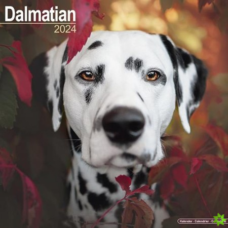 Dalmatian Calendar 2024 Square Dog Breed Wall Calendar - 16 Month