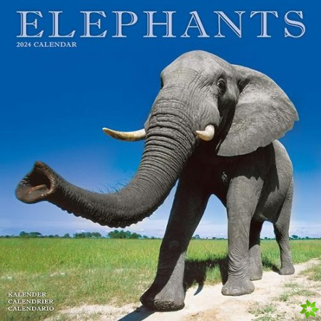 Elephants Calendar 2024  Square Wildlife Safari Wall Calendar - 16 Month