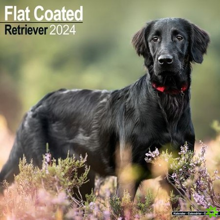 Flatcoated Retriever Calendar 2024  Square Dog Breed Wall Calendar - 16 Month