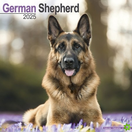 German Shepherd Calendar 2025 Square Dog Breed Wall Calendar - 16 Month