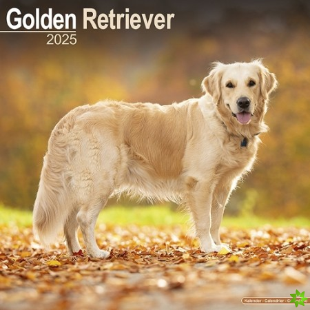 Golden Retriever Calendar 2025 Square Dog Breed Wall Calendar - 16 Month