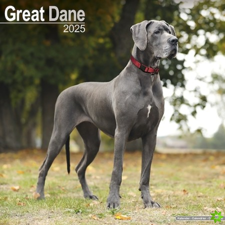 Great Dane (Euro) Calendar 2025 Square Dog Breed Wall Calendar - 16 Month
