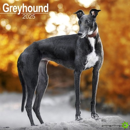 Greyhound Calendar 2025 Square Dog Breed Wall Calendar - 16 Month