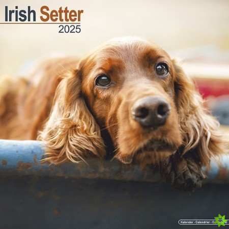 Irish Setter Calendar 2025 Square Dog Breed Wall Calendar - 16 Month