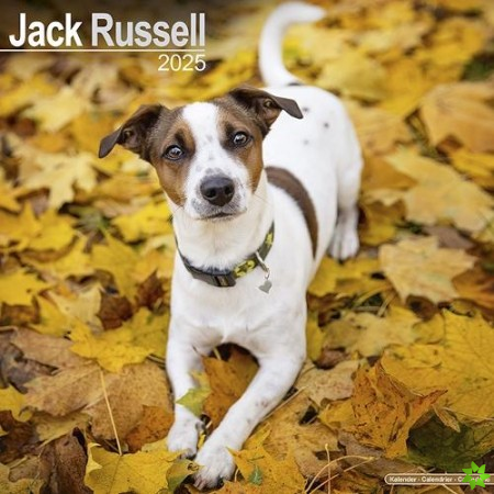 Jack Russell Calendar 2025 Square Dog Breed Wall Calendar - 16 Month