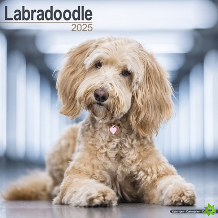 Labradoodle Calendar 2025 Square Dog Breed Wall Calendar - 16 Month