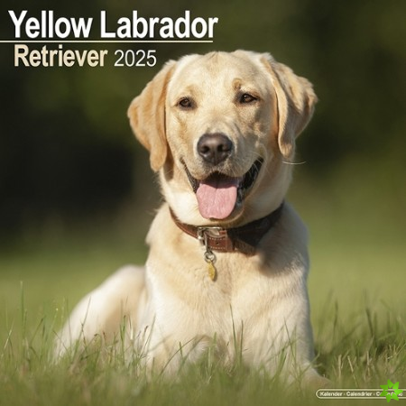 Labrador Retriever (Yellow) Calendar 2025 Square Dog Breed Wall Calendar - 16 Month