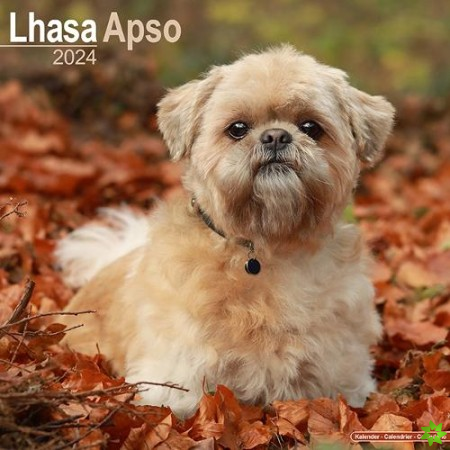 Lhasa Apso Calendar 2024  Square Dog Breed Wall Calendar - 16 Month