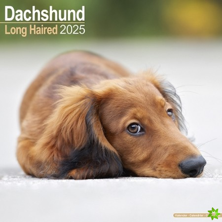 Longhaired Dachshund Calendar 2025 Square Dog Breed Wall Calendar - 16 Month