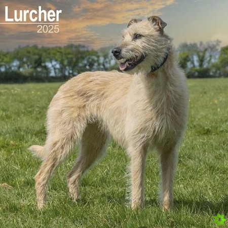 Lurcher Calendar 2025 Square Dog Breed Wall Calendar - 16 Month