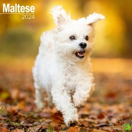 Maltese Calendar 2024 Square Dog Breed Wall Calendar - 16 Month