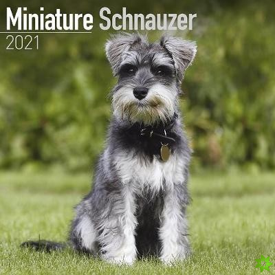Miniature Schnauzer 2021 Wall Calendar